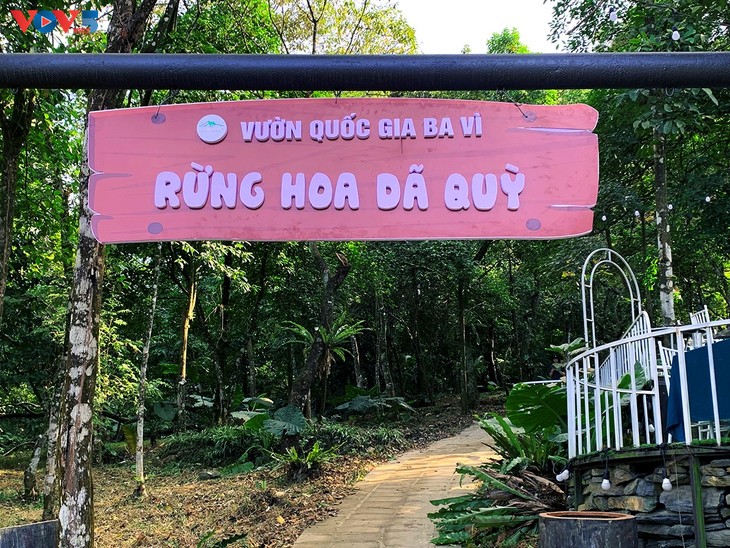 Rực rỡ mùa dã quỳ nơi núi ngàn - ảnh 5