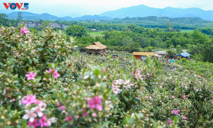 Lên biên cương Đông Bắc ngắm bạt ngàn sắc tím hoa sim - ảnh 1