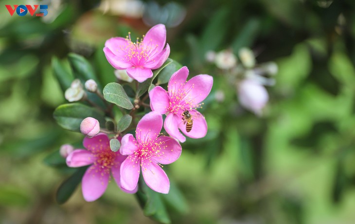 Lên biên cương Đông Bắc ngắm bạt ngàn sắc tím hoa sim - ảnh 2