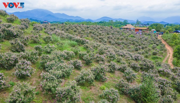Lên biên cương Đông Bắc ngắm bạt ngàn sắc tím hoa sim - ảnh 3