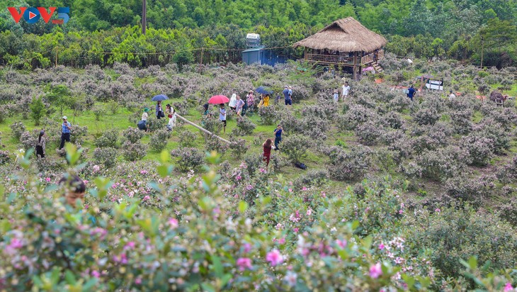 Lên biên cương Đông Bắc ngắm bạt ngàn sắc tím hoa sim - ảnh 5