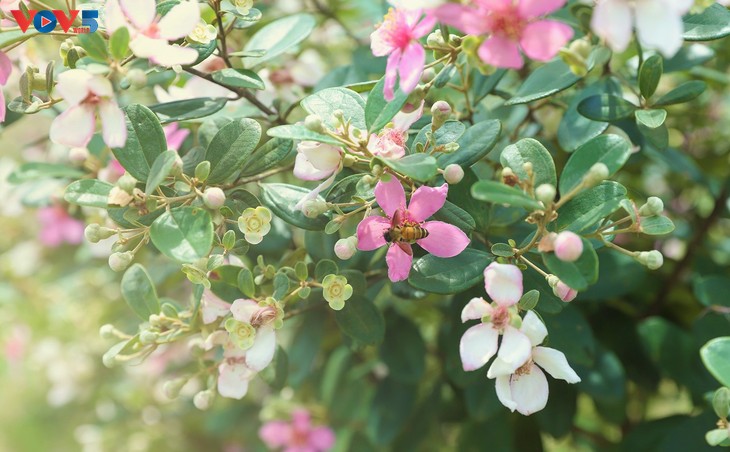 Lên biên cương Đông Bắc ngắm bạt ngàn sắc tím hoa sim - ảnh 6