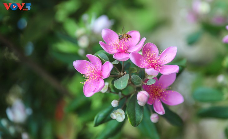 Lên biên cương Đông Bắc ngắm bạt ngàn sắc tím hoa sim - ảnh 7