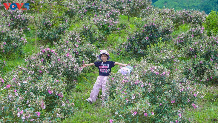 Lên biên cương Đông Bắc ngắm bạt ngàn sắc tím hoa sim - ảnh 8