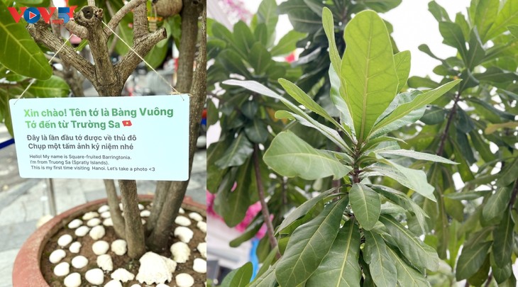 “Một dải non sông” – Những hình ảnh kết nối đất liền và biển, đảo Việt Nam - ảnh 8