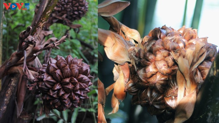 Rừng dừa Bảy Mẫu – “miền Tây thu nhỏ” giữa lòng phố Hội  - ảnh 11