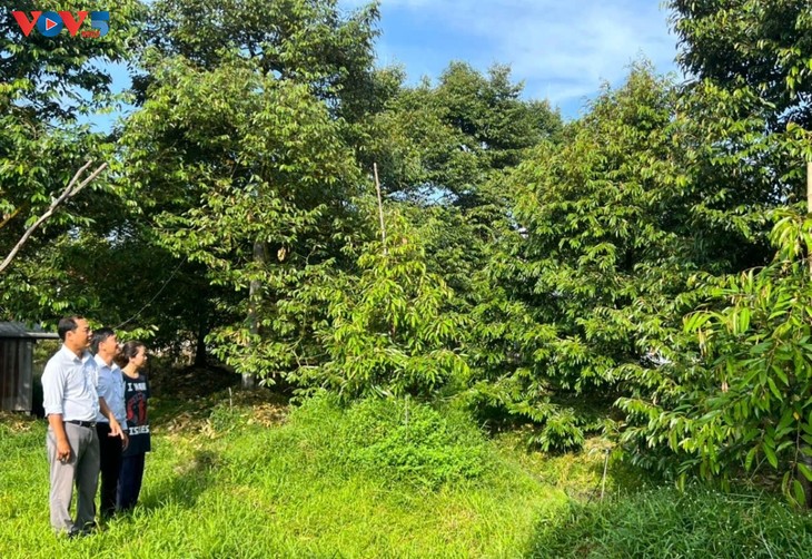 From orchard to opportunity: Can Tho farmer elevates local durian - ảnh 2