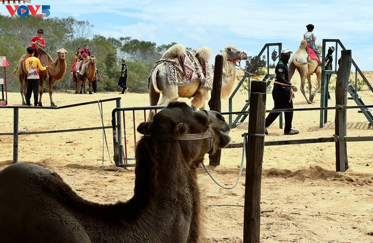 Песчаные дюны Баучанг в провинции Ламдонг - ảnh 3