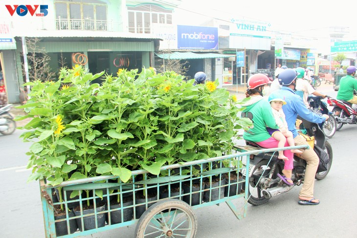 Sắc xuân tràn ngập làng hoa Sa Đéc - ảnh 9