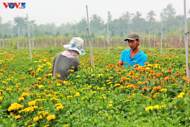 Sắc xuân tràn ngập làng hoa Sa Đéc - ảnh 5