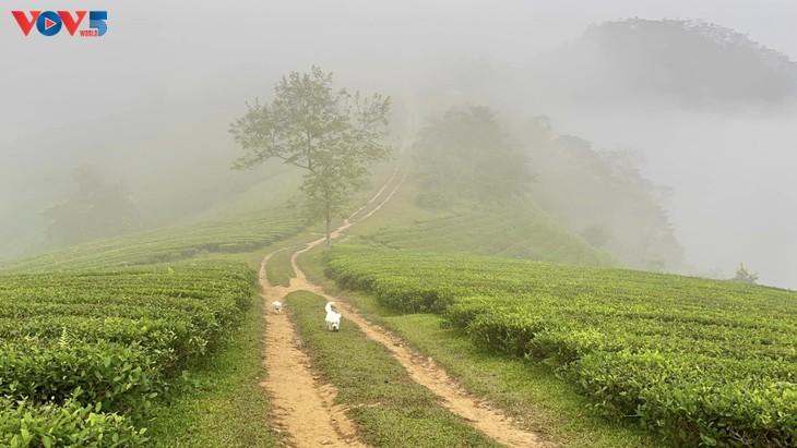 Vẻ đẹp Long Cốc mùa đẹp nhất trong năm  - ảnh 5