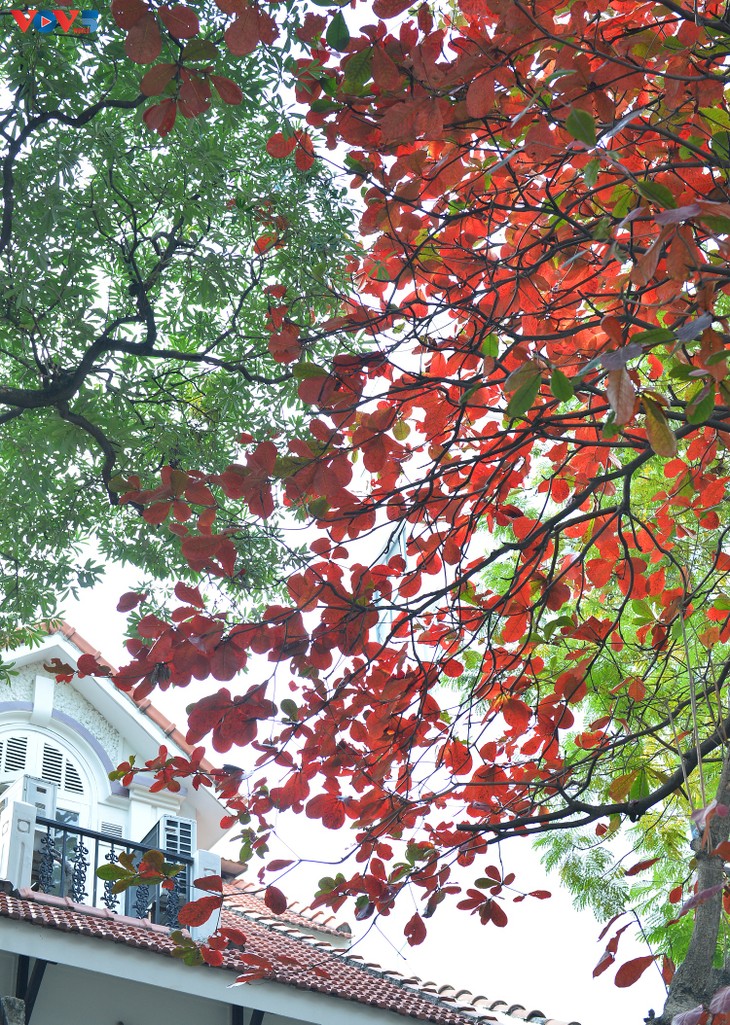 Hà Nội, mùa lá bàng chuyển màu - ảnh 4