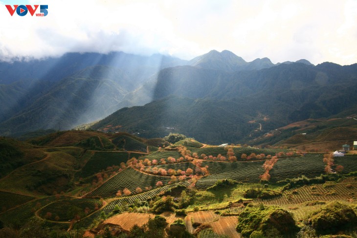 Đồi chè ô Long SaPa hút hồn du khách - ảnh 6