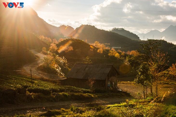 Đồi chè ô Long SaPa hút hồn du khách - ảnh 7