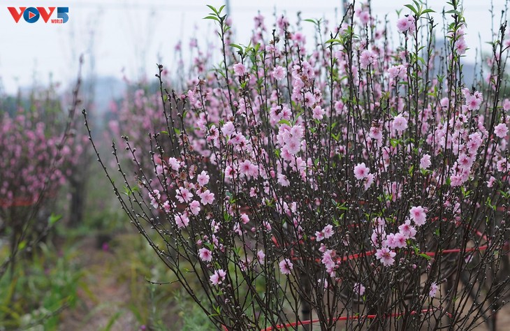 Hoa xuân khoe sắc - ảnh 3