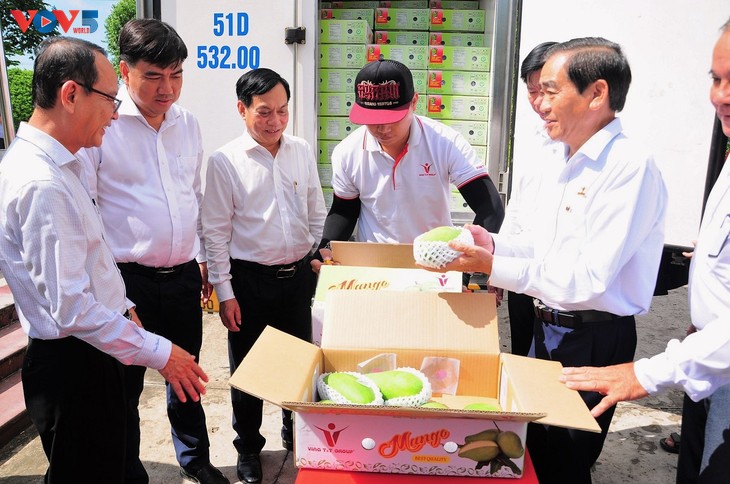 Can Tho exporta el primer lote de mangos a los mercados de Australia y Estados Unidos - ảnh 1