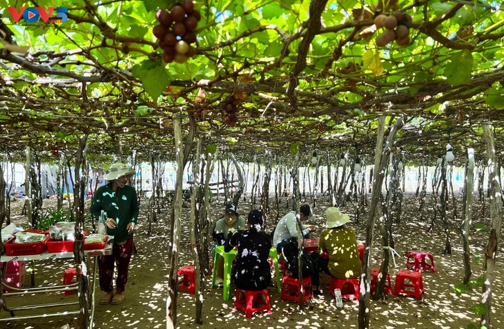 La vid de Khanh Hoa: del fruto agrícola al atractivo turístico - ảnh 2