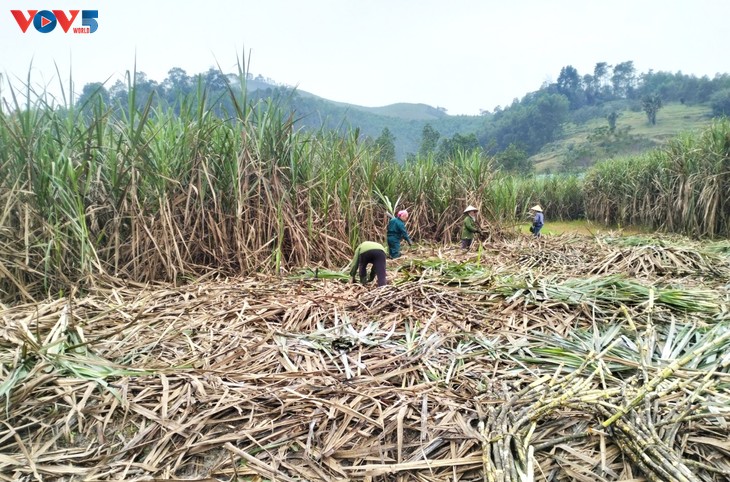 Oficio tradicional de melaza con más de medio siglo en Ha Tinh - ảnh 1