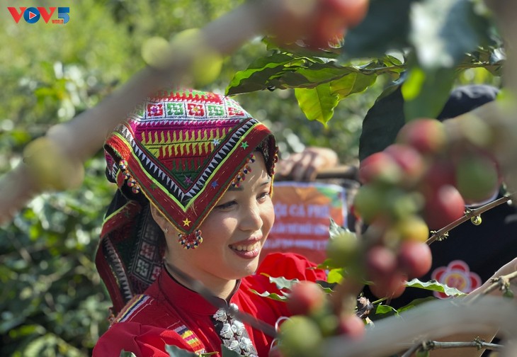 Arabica-Bohnen fördern die Wirtschaft in Chieng An - ảnh 1