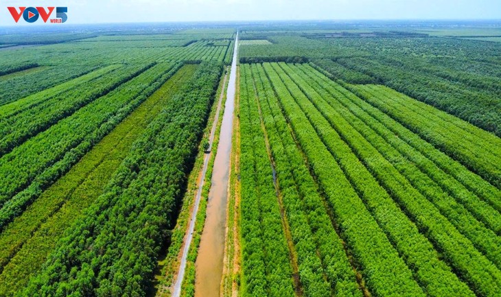 Entdeckung des Mangrovenwaldes U Minh Ha mit dem Holzboot  - ảnh 2