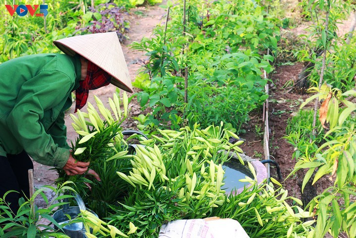 ความสดใสบริสุทธิ์ยามฤดูดอกลิลลี่สีขาวแห่งเดือนเมษายน - ảnh 7