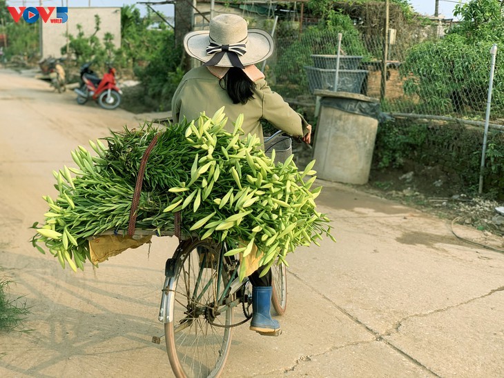 ความสดใสบริสุทธิ์ยามฤดูดอกลิลลี่สีขาวแห่งเดือนเมษายน - ảnh 8