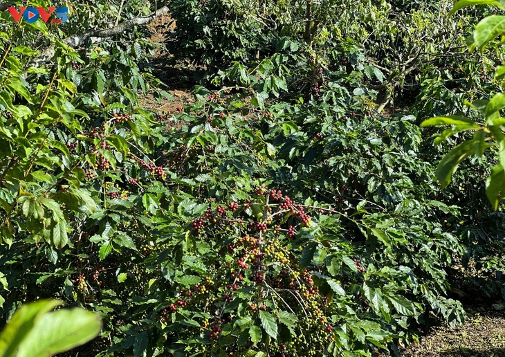 ກາເຟ Arabica ​ຊ່ວຍໃຫ້ເສດຖະກິດຂອງ ຈ່ຽງອານ ເຕີບ​ໂຕ - ảnh 1