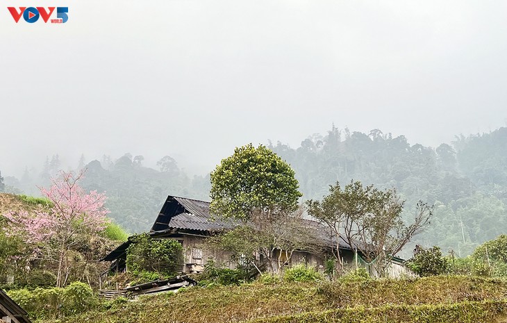 ສີບົວຂອງດອກຄາຍ ປົກຄຸມ ໄປທົ່ວໝູ່ບ້ານເຂດພູສູງ. - ảnh 1