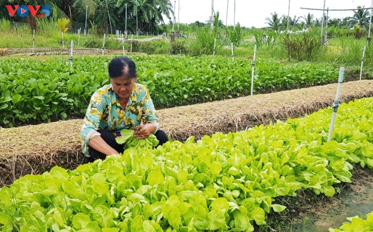 Tra Vinh por elevar la calidad de vida de su pueblo con el nuevo modelo de cultivo - ảnh 1