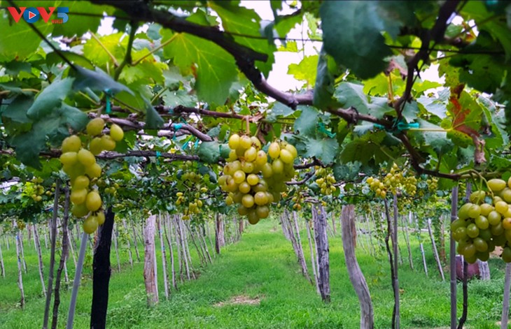 Finca de uvas, un nuevo modelo de ecoturismo en Ninh Thuan - ảnh 1