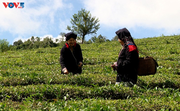 L’indigo, âme du fil et fierté des femmes Dao - ảnh 5