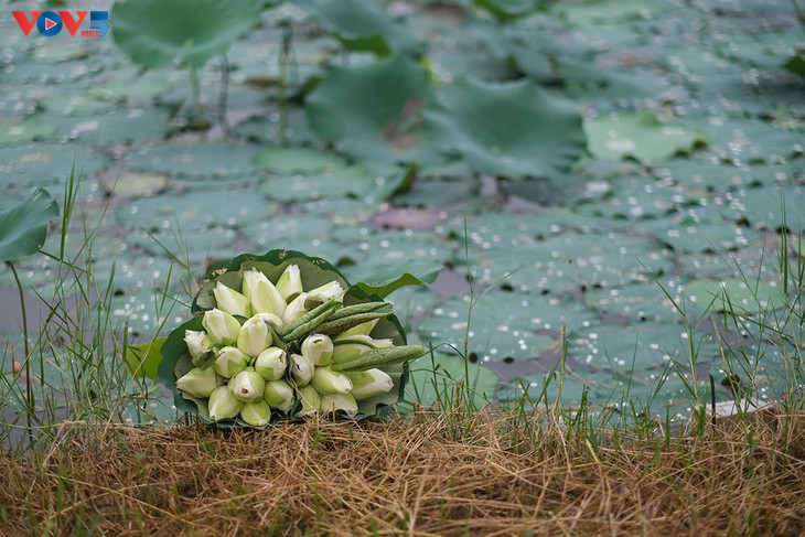 Sớm mai dịu dàng ở hồ sen ngoại thành Hà Nội - ảnh 7