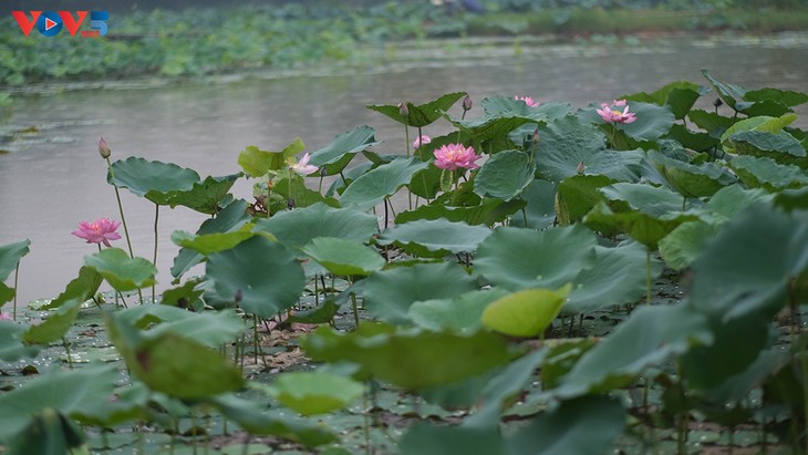 Sớm mai dịu dàng ở hồ sen ngoại thành Hà Nội - ảnh 2