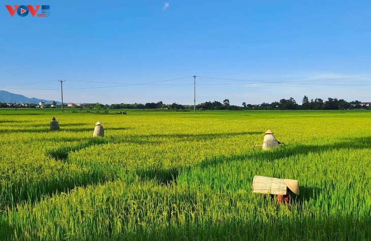 L’ao toi de Yên Lạc, un patrimoine à préserver - ảnh 1