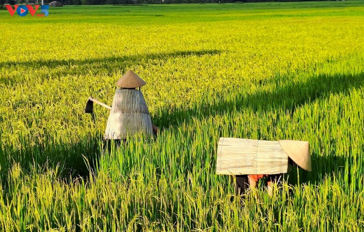 L’ao toi de Yên Lạc, un patrimoine à préserver - ảnh 2