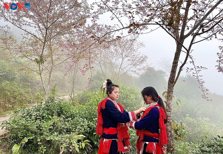 Quand les villages montagneux se parent du rose des fleurs de pêcher - ảnh 2