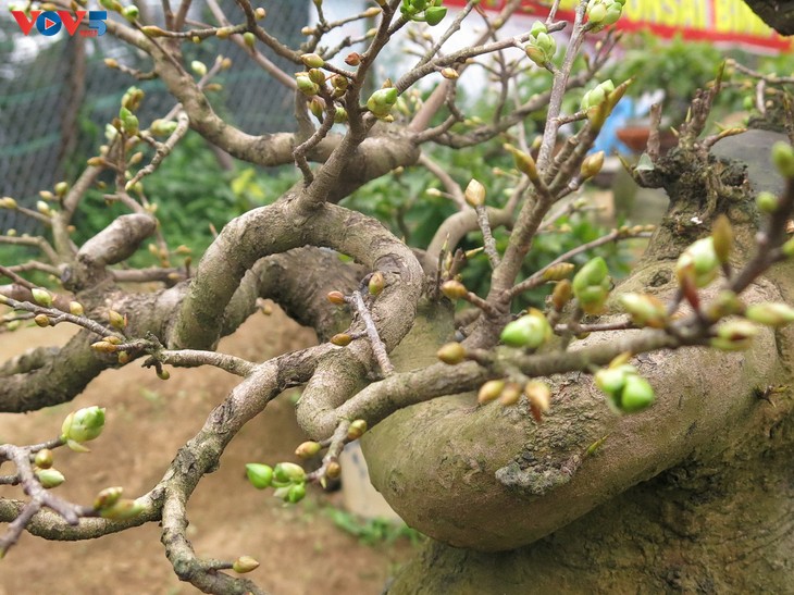 Làng mai Nhơn An vào mùa mai Tết - ảnh 3