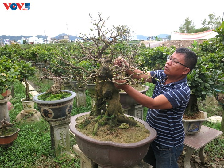 Làng mai Nhơn An vào mùa mai Tết - ảnh 5