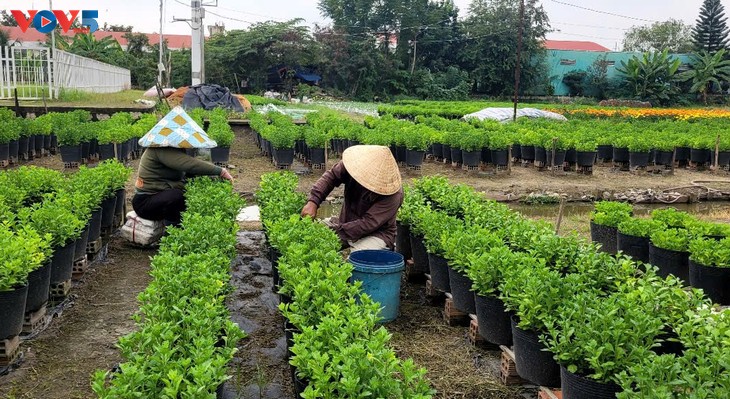 ชาวบ้านหมีฟองเตรียมดอกไม้เพื่อป้อนให้แก่ตลาดในช่วงตรุษเต๊ต - ảnh 2