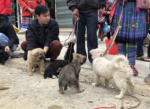 Les Chiens Mông Du Marché De Bac Hà