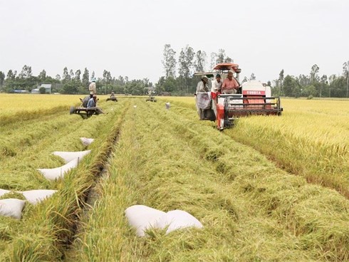 Vietnam impulsa el papel de las cooperativas en el desarrollo socioeconómico - ảnh 1