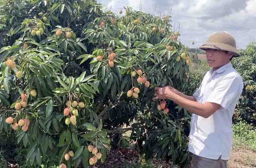 Lichi, nueva fuente de ingresos para los agricultores en Ea Kar - ảnh 1