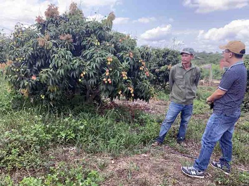 Lichi, nueva fuente de ingresos para los agricultores en Ea Kar - ảnh 2