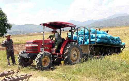 Cosecha abundante en los campos del distrito de Lak - ảnh 2