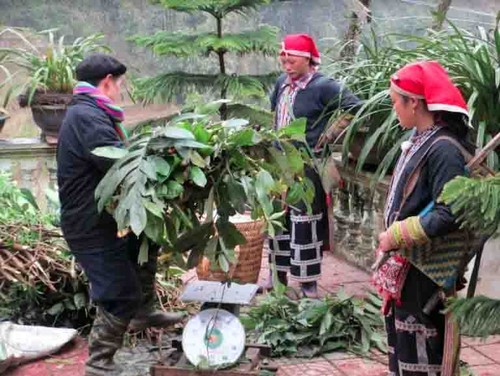 De hierbas tradicionales para bañarse a una marca millonaria - ảnh 1