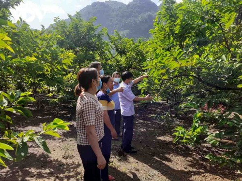 Los agricultores en zonas montañosas promueven la transformación digital - ảnh 1