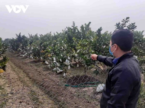 Los agricultores en zonas montañosas promueven la transformación digital - ảnh 2