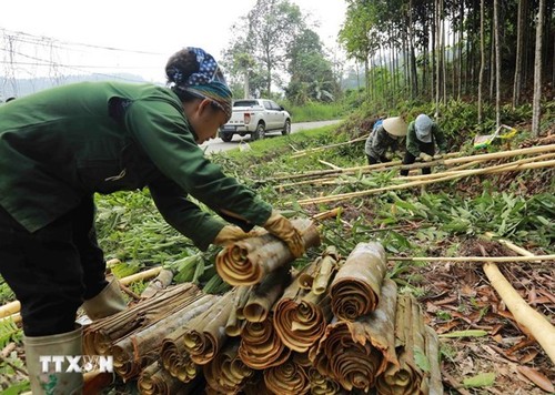 Vietnam se esfuerza por continuar siendo el mayor exportador mundial de canela - ảnh 1