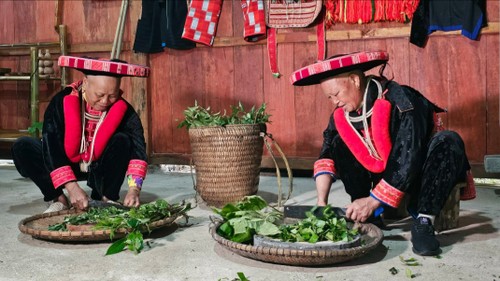 Medicinas herbarias tradicionales de los Dao Rojos - ảnh 4