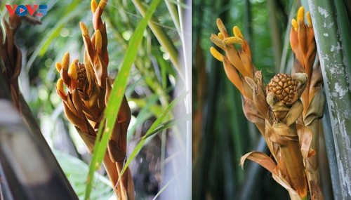 Bosque de cocoteros de Bay Mau: “Un pequeño Mekong” en pleno corazón de Hoi An - ảnh 10